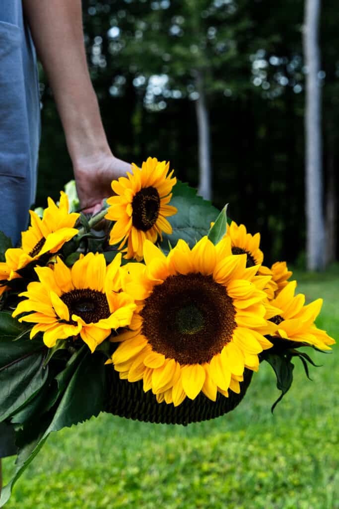 A basket of sunflowers